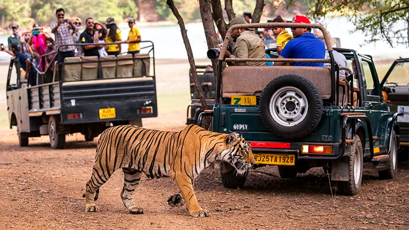 Jungle-Safaris-in-India